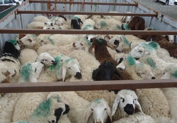 توقیف ۴۰ رأس دام سبک قاچاق در ارتفاعات سردشت