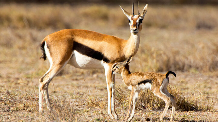۴۱ جمجمه آهو از قعر یک چاه بیرون کشیده شد!