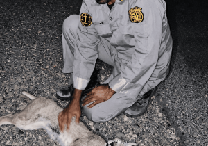 کاراکال کمیاب ایران قربانی تصادف جاده‌ای شد