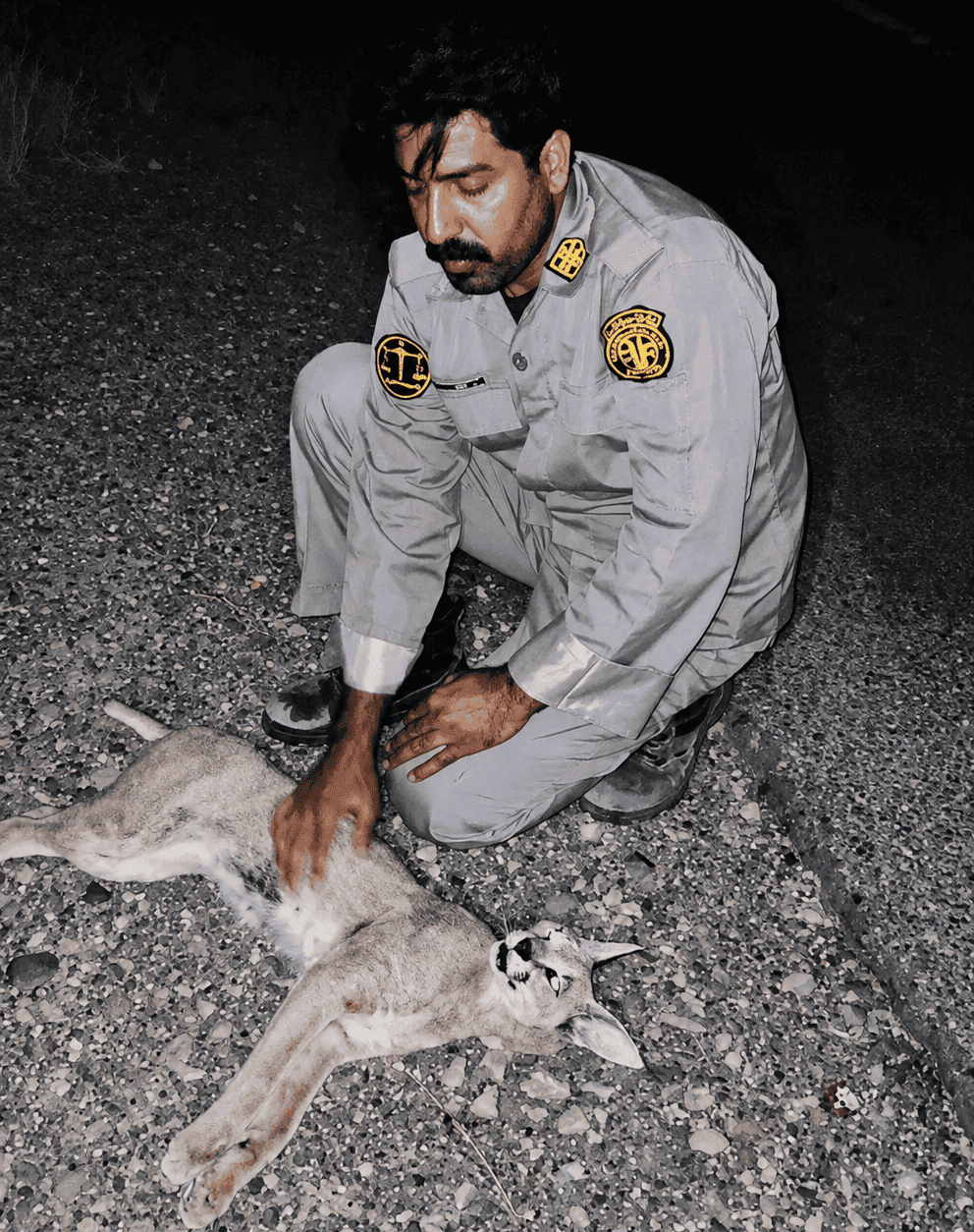 کاراکال کمیاب ایران قربانی تصادف جاده‌ای شد