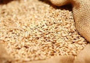 توقیف ۷ تریلی و کشف ۸۱ تن گندم قاچاق در ایجرود