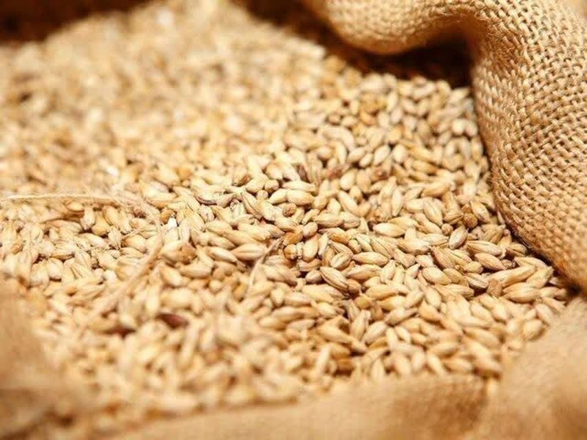 توقیف ۷ تریلی و کشف ۸۱ تن گندم قاچاق در ایجرود