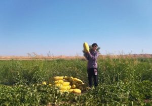 برداشت خربزه از مزارع روستای گوالان زنجانرود آغاز شد