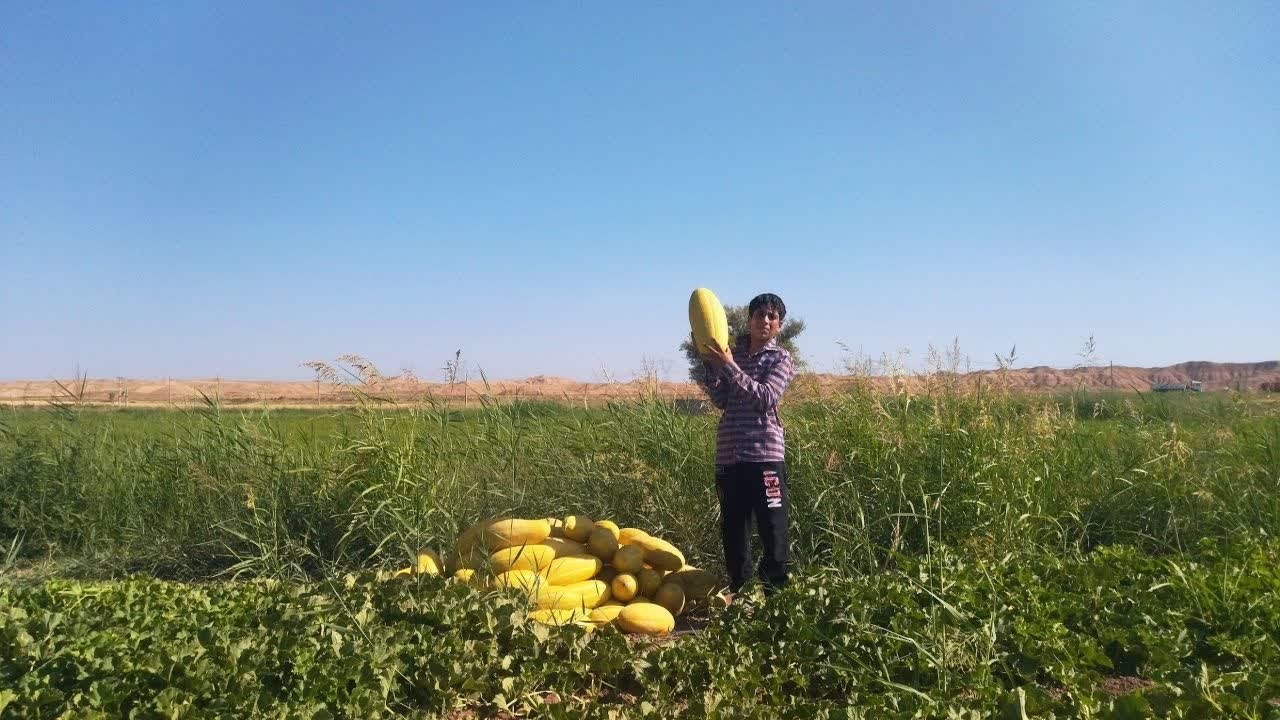 برداشت خربزه از مزارع روستای گوالان زنجانرود آغاز شد