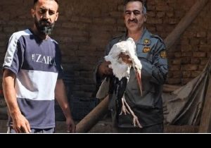 عملیات نجات لک‌لک آسیب‌دیده و زخمی در روستای سهلان آذربایجان شرقی با موفقیت پایان یافت!