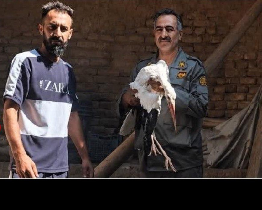 عملیات نجات لک‌لک آسیب‌دیده و زخمی در روستای سهلان آذربایجان شرقی با موفقیت پایان یافت!