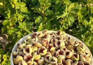 بزرگ‌ترین انجیرستان دیم جهان در ایران؛ ۲۴ هزار هکتار زیر کشت با درختانی که بیش از ۴۰۰ سال قدمت دارند!