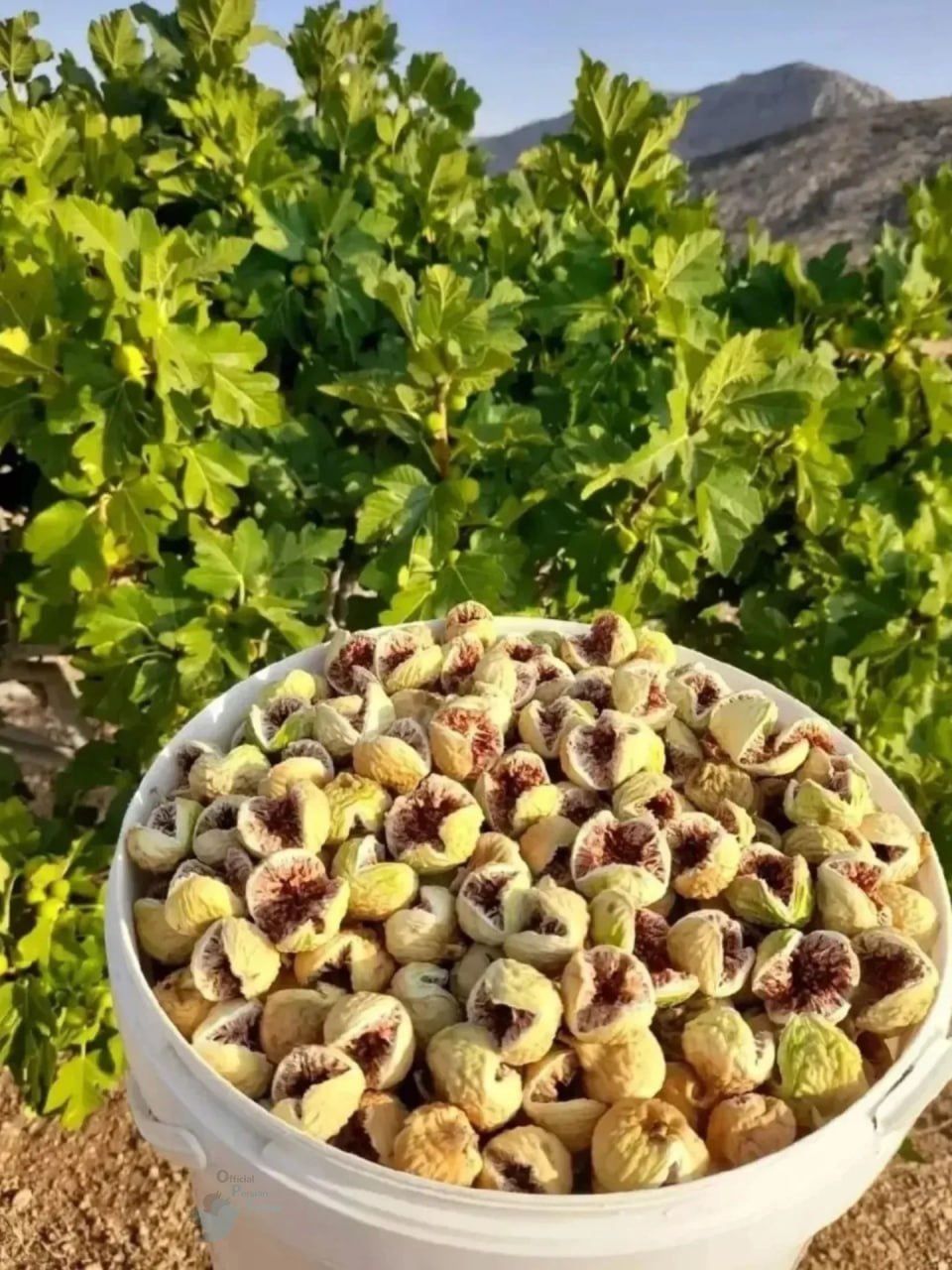 بزرگ‌ترین انجیرستان دیم جهان در ایران؛ ۲۴ هزار هکتار زیر کشت با درختانی که بیش از ۴۰۰ سال قدمت دارند!