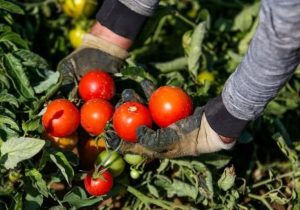 ۱۶۰۰ هکتار از مزارع پارس‌آباد زیر کشت گوجه‌فرنگی رفت