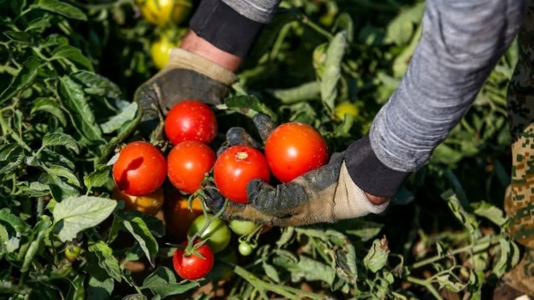 ۱۶۰۰ هکتار از مزارع پارس‌آباد زیر کشت گوجه‌فرنگی رفت