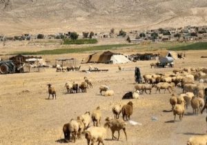 عشایر مراغه بیش از ۱۰۰ رأس گوسفند به خانواده‌های نیازمند اهدا کردند