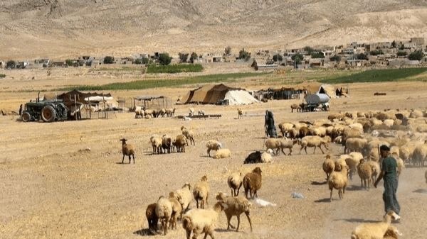 عشایر مراغه بیش از ۱۰۰ رأس گوسفند به خانواده‌های نیازمند اهدا کردند