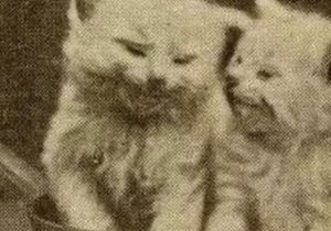 از کارت‌پستال تا اینستاگرام؛ گربه‌ها بیش از ۱۰۰ سال است که قلب جهان را تسخیر کرده‌اند!