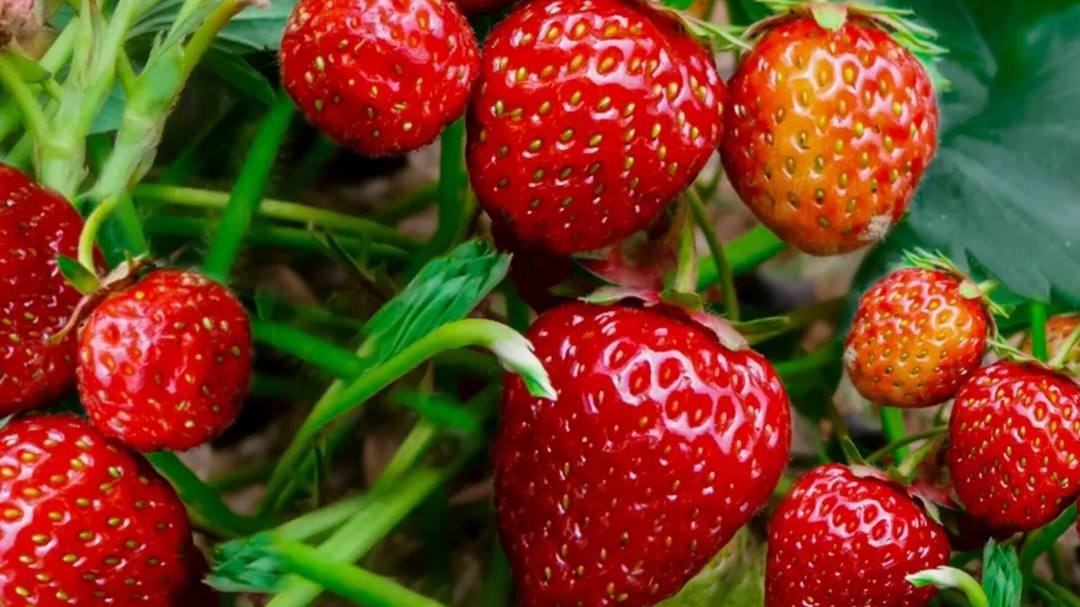 ۱۵ واحد گلخانه‌ای در نمین سالانه هزار تن محصول تولید می‌کنند