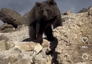 بچه خرس مشهور ساوالان به ضرب گلوله شکارچیانِ بی‌رحم کشته شد!
