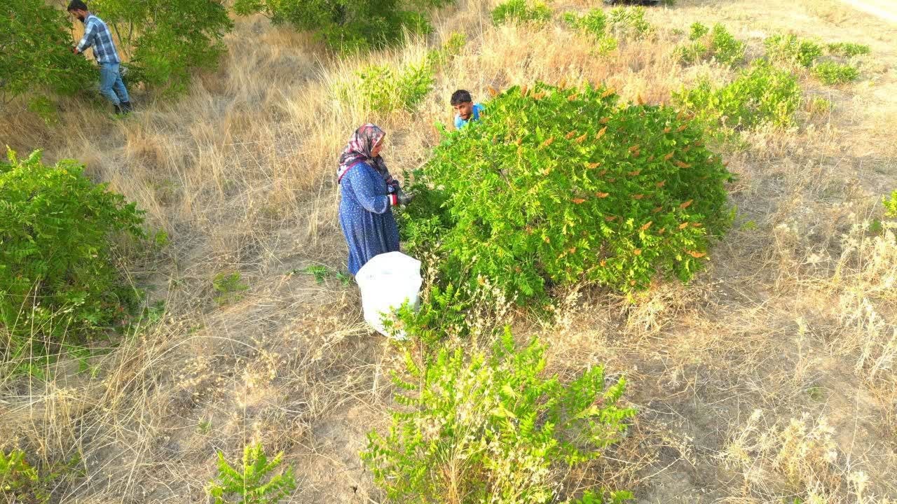 هوراند؛ تنها رویشگاه طبیعی سماق قرمز ایران