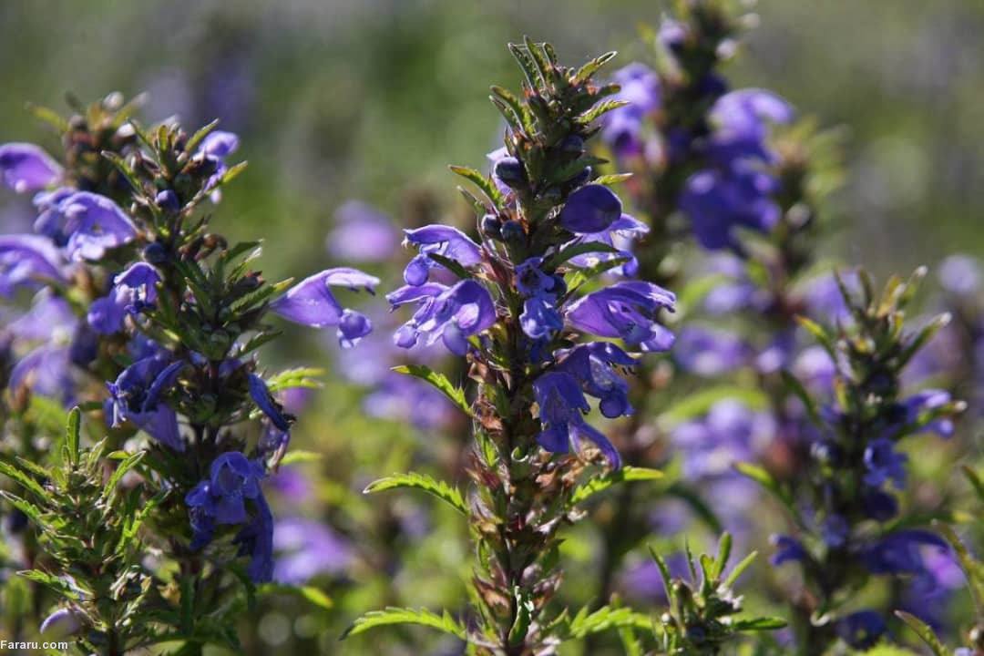«بادرشبی»؛ گیاه خوش‌عطر آذربایجان که ارمغان طبیعت دامنه های سهند است