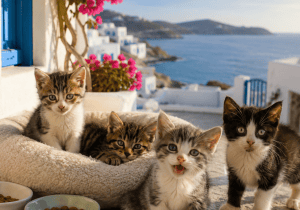 جزیره‌ای در یونان در ازای نگهداری از بچه‌گربه‌ها، اقامت رایگان می‌دهد