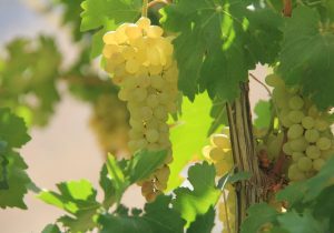 برداشت ۲۴۰ هزار تن انگور از باغات آذربایجان غربی آغاز شد