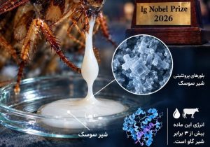 «شیر سوسک» سه برابر پرانرژی‌تر از شیر گاو است!
