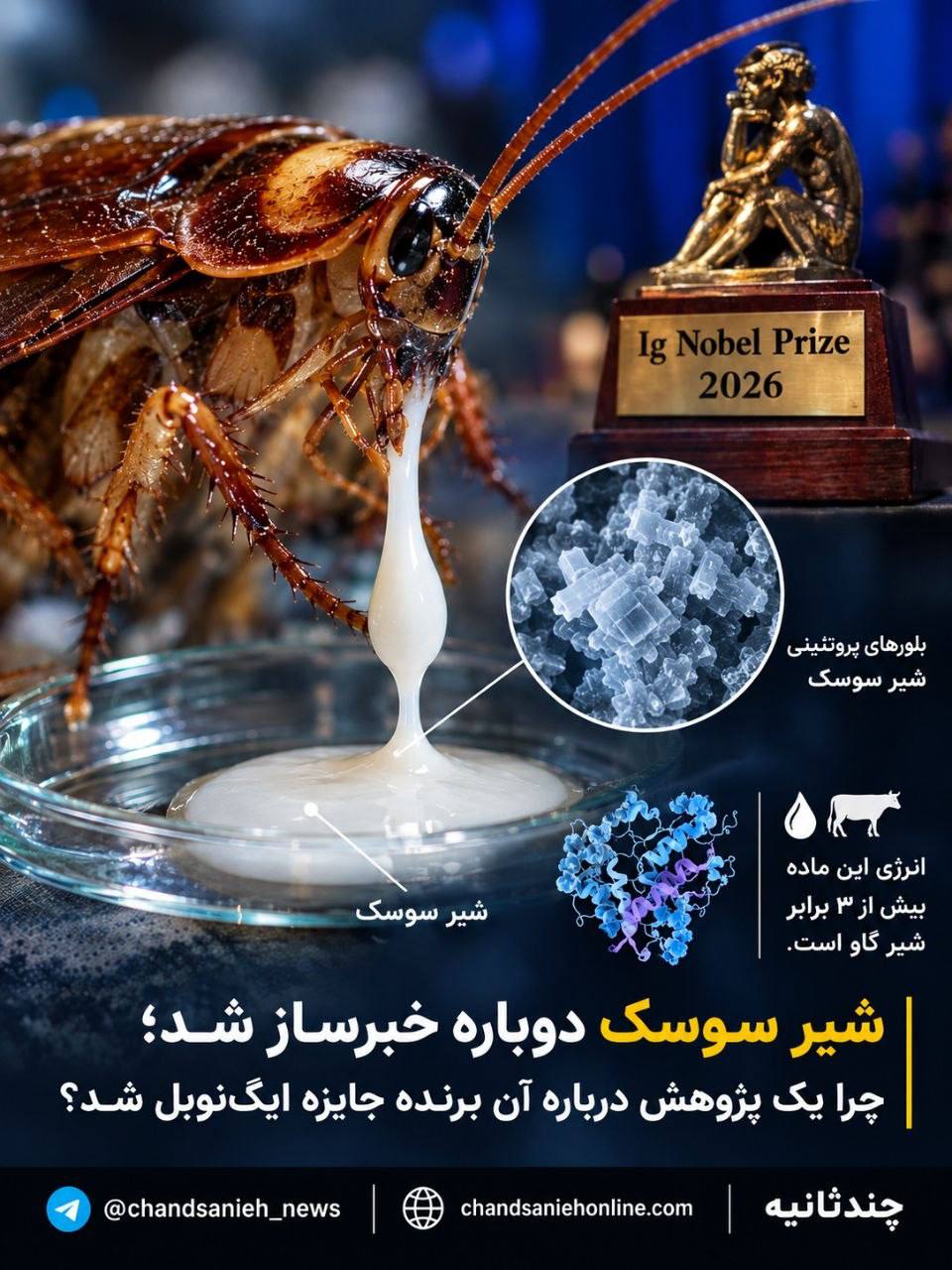 «شیر سوسک» سه برابر پرانرژی‌تر از شیر گاو است!