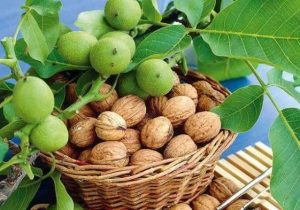 امسال ۲۴ هزار تن گردو از باغات آذربایجان شرقی برداشت خواهد شد
