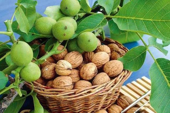 امسال ۲۴ هزار تن گردو از باغات آذربایجان شرقی برداشت خواهد شد