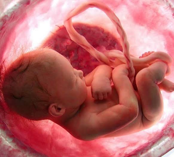 جنین ۲۳ هفته‌ای پس از جراحی خارج از رحم دوباره به رحم مادر بازگردانده شد