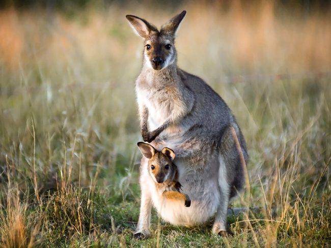 کانگورو می‌تواند در شرایط نامناسب بارداری را «متوقف» کند تا شرایط برای تولد بهتر و ایمن تر شود