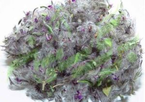 مصرف دمنوش گیاهی گل راعی با داروهای ضدافسردگی بسیار خطرناک است!