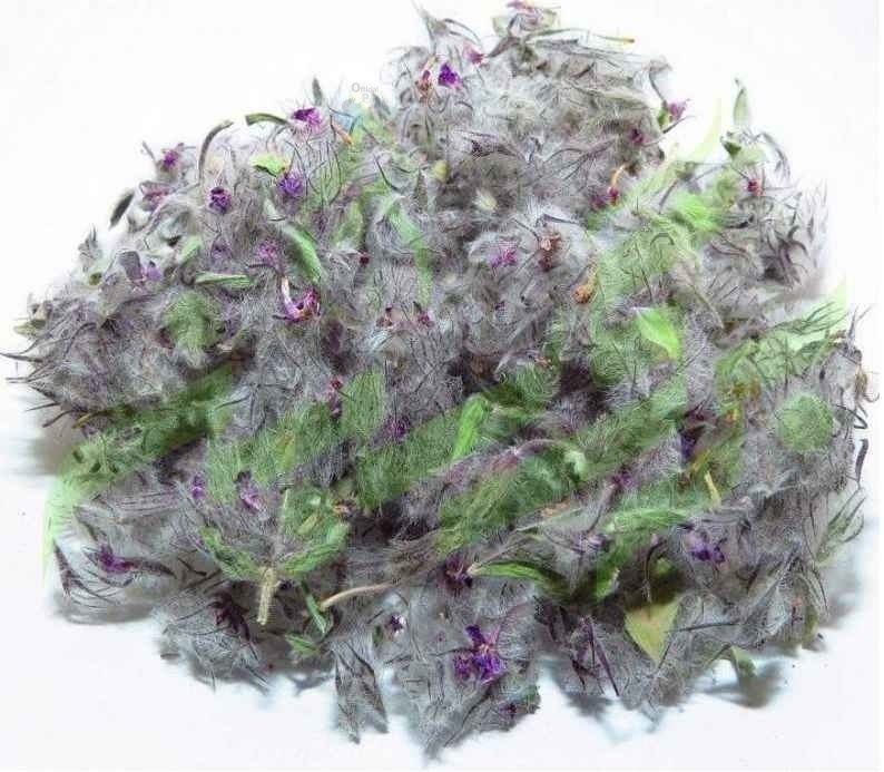 مصرف دمنوش گیاهی گل راعی با داروهای ضدافسردگی بسیار خطرناک است!