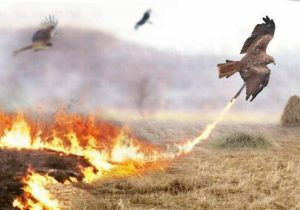 شاهین آتشین؛ پرنده‌ای که برای شکار علفزارها را به آتش می‌کشد!